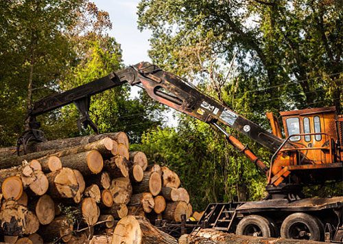 timber-industry